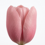 Bloomara – Real Touch Latex Tulip Bouquet